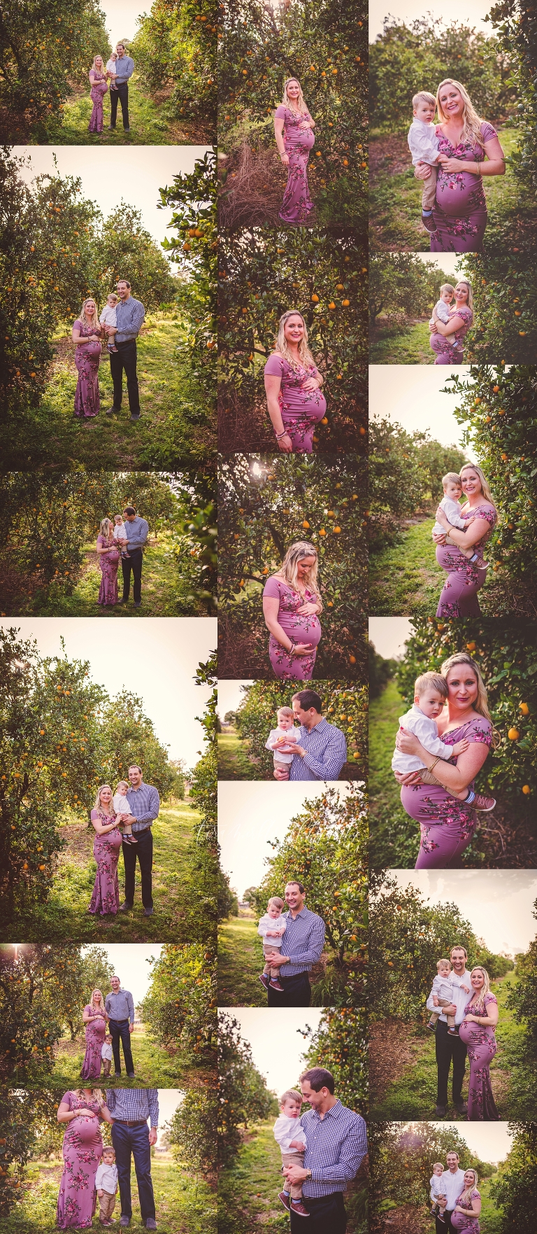 A maternity session in the orange groves by tara merkler photography in Central Floirda, Orlando, Lake Mary, Sanford, Winter Garden, Winter Park, Windemere, Florida